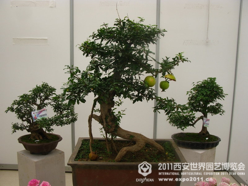 西安哪里有卖盆栽植物的?-西安哪里有卖小盆栽